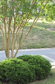 Ilex cornuta 'carissa' is often confused with 'carissa' is a cultivar that makes an excellent formal shrub growing up to 4 feet tall and 6 feet wide. Buy Carissa Chinese Holly Free Shipping 1 Gallon Size Pot For Sale Online From Wilson Bros Gardens