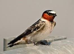 Birds That Make Mud Nests Under Bridges Cliff Swallow Beautiful Birds Pretty Birds Birds