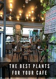The Best Houseplants For Your Cafe Or Coffee Shop Coffee Shop Design Coffee Shop Cafe Design