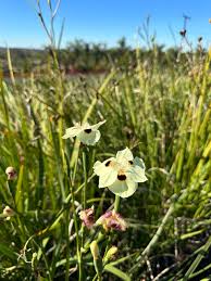 Image result for Dietes