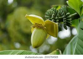 Image result for Musaceae