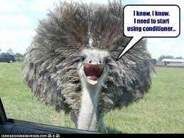 Memes have us wondering do these animal really think like that. Beak And Shoulders Won T Cut It Animal Comedy Animal Comedy Funny Animals Animal Gifs