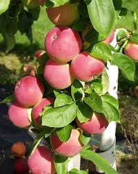 Malus Punainen Melba omenapuu