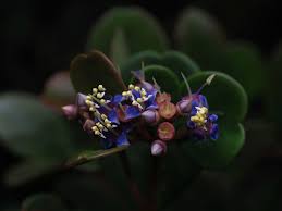 Image result for Memecylon torrei