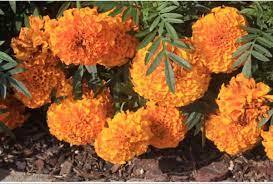 We did not find results for: Marigold Flowers Marigold Flower Wholesale Flowers Wedding Wholesale Flowers