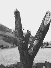 Hd Wallpaper Tree Dead Tree Desert Mountain Black And White Wood Egypt Wallpaper Flare