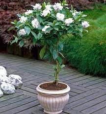 Double Blooming Gardenia Tree Flowering Patio Plant Cannot Ship To Az Gardenia Trees Patio Trees Jasmine Plant