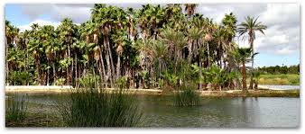 Estero De San Jose Del Cabo Colectivo Pericu