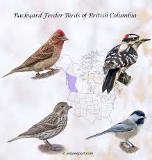 Identify 34 Bird Species that Visit Backyard Feeders in British Columbia