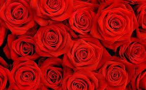 There are so many pretty options! 4800x900px Free Download Hd Wallpaper Red Roses Red Rose Love Rose Flower Flowering Plant Beauty In Nature Wallpaper Flare