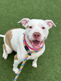 Yomi is a happy, beautiful sweetheart who is easy to love. Her gentle,  easy-going disposition quickly earned her many fans around here. She is  delightfully cuddly and affectionate. Yomi is pretty chill,