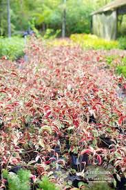 Image result for Excoecaria