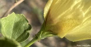 Image result for Cienfuegosia digitata