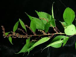 Image result for Pouzolzia