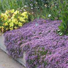 Utopiaseeds Creeping Thyme Seeds Landscaping Ground Cover Purple Approximately 8000 Seeds Utopia Seeds High Country Gardens Creeping Thyme Thyme Plant