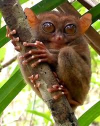 Tarsier Weird Looking Animals Animals Beautiful Tarsier