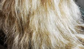 Not 100% of the time, but usually. Bright Natural Blonde Vertical Curls Real Woman Hair Texture Stock Photo Picture And Royalty Free Image Image 88396849