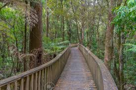 Things to do in whangarei, northland region: A H Reed Memorial Kauri Park At Whangarei New Zealand Stock Photo Picture And Royalty Free Image Image 148841849
