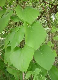 Image result for Aristolochia triactina