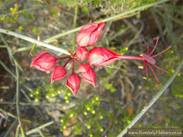 Image result for Cadaba