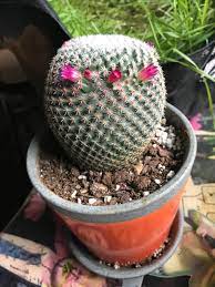 The biggest disappointment he'd ever seen, he said. Posted This To R Mildlyinfuriating When I Figured Out That Home Depot Glued Fake Flowers To It A Few Months Later And Some Careful Cactus Surgery I Have My Very Own Flower Crown