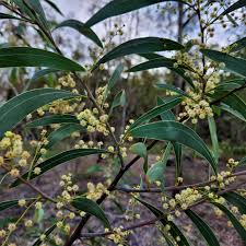 Image result for Acacia lasiopetala