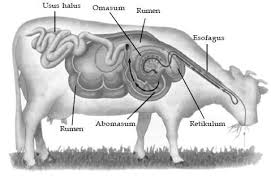 Yang pertama dengan mode black and white dan yang kedua dengan metode grayscale. Perut Lembu Minda Rakyat