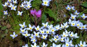 Maybe you would like to learn more about one of these? Best Resorts In Pennsylvania Native Poconos Wild Flowers Skytop Lodge