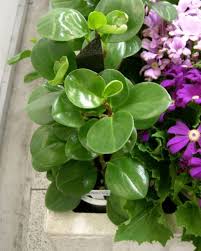 Image result for Olax obtusifolia