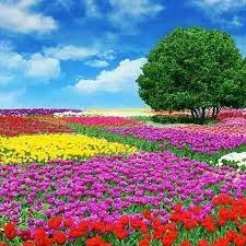 Di siang hari misalnya,pemandangan danau pun tak kalah menawan. Keindahannya Sejuk Mata Gambar Bunga Pemandangan Alam Facebook