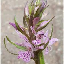 Image result for Platycoryne crocea