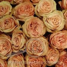 Check spelling or type a new query. Kahala Rose Cut Flower Garden Type