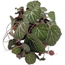 We did not find results for: Jual Tanaman Gantung Begonia Strawberry Jakarta Utara Garden Red Daun Indah Tokopedia