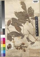 Image result for Cola clavata
