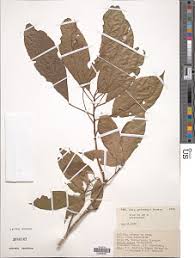 Image result for Cola greenwayi