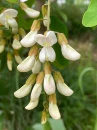 Image result for Robinia