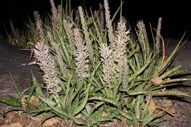 Image result for Sansevieria hyacinthoides