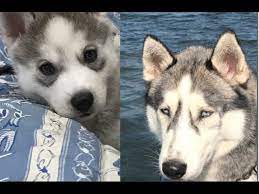 When the puppy comince growing, their eyes turn darker but the eyes will not change color. Husky Then And Now Eye Colour Youtube