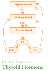 Thyroid Hormone Pathway T4 T3 Tsh Chart Thyroid Health