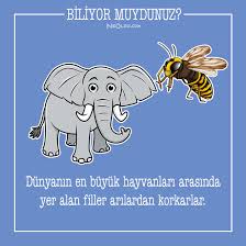 Filler Hakkinda Ne Kadar Bilgilisiniz Iste Filler Hakkinda Bilinmeyen Ilginc 15 Gercek