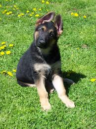 Does your german shepherd tilt his head? Gsd Classic Head Tilt Gsd Puppies Puppies German Shepherd Puppies