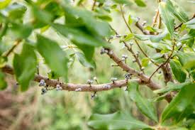Both are in the waxmyrtle family. How To Grow And Care For Bayberry Shrubs