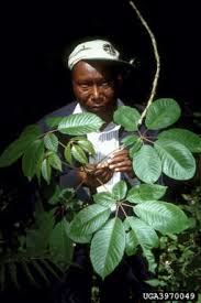 Image result for Scorodophloeus fischeri