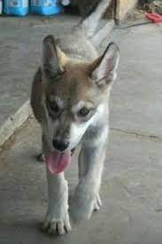 A Wolf-like White With Grey And Tan Gerberian Shepsky Puppy Is Walking Across Concrete In F Siberian Husky German Shepherd Puppies Training Australian Shepherd