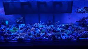 Menyiapkan bahan yang dibuat membuat untuk membuat aquarium air tawar. Cara Membuat Akuarium Air Laut Sederhana Untuk Pemula Binatang Peliharaan