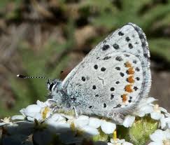 Image result for Aptosimum elongatum