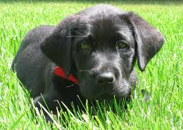 The active ingredients in seresto collars are imidacloprid and flumethrin. Seresto Flea Collar Review Does It Really Work Natural Dog Owner