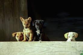 Vous venez d'adopter une petite chienne mais vous ne savez pas encore comment l'appeler. Nom De Chien En P Pour 2019 Plus De 301 Prenoms De Chien