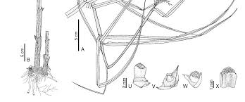 Image result for Scleria catophylla