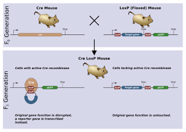 Tamoxifen is a drug used for palliative treatment of breast cancer patients and has an outstanding in other words, tamoxifen is expected to have a synergistic effect on dmd patients, due to its dual. Cre Lox Recombination Wikipedia